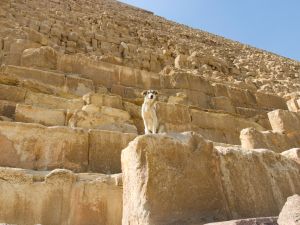 Pyramid-climbing dog 