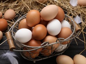 egg 