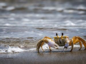 crab