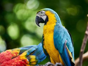 parrots
