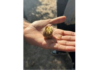 California Walnut Crop Mid-Harvest Update