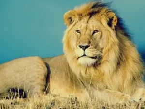 لحظة سقوط الأسد وتدحرجه على الأرض