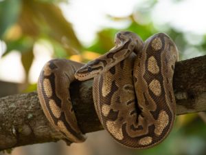 python