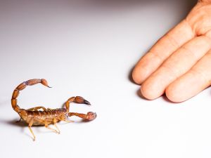 Scorpion