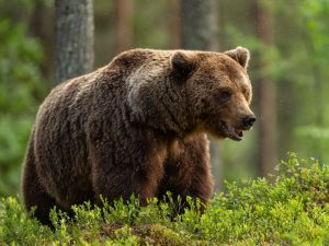 Bear
