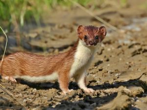 weasel