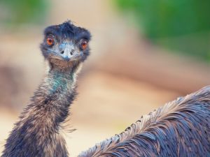 emu