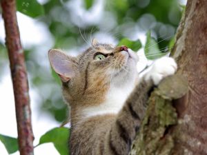 cat