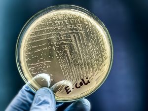 E coli