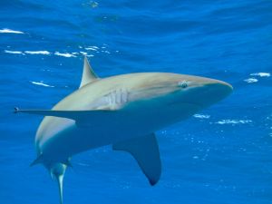 shark attack