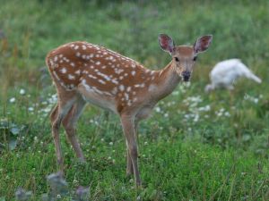 Deer