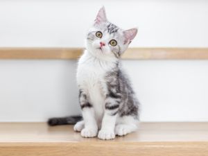 kitten