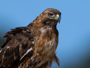 Hawk