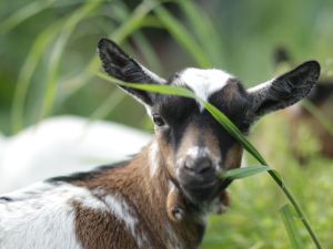 goats 