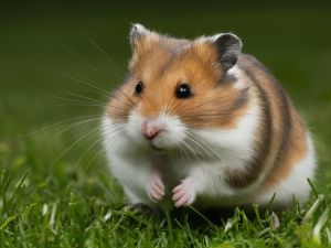 hamsters