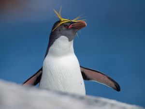 macaroni penguin