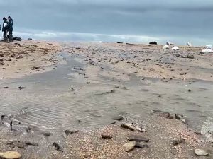 Black Sea oil spill contaminates up to 200,000 tons of soil, Russia says