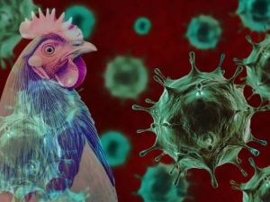 U.S. records 61 cases of Bird Flu