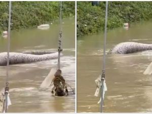 Enormous python
