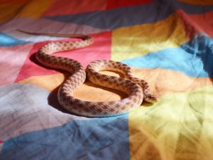 snake