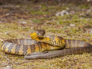 tiger snake