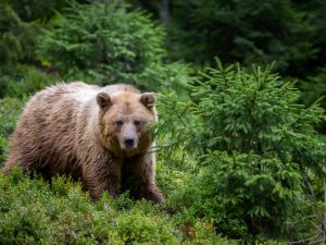 Bear