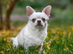Chihuahua 