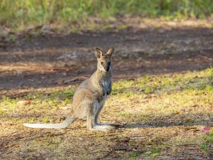 wallabies