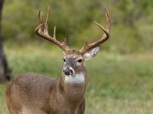 Buck
