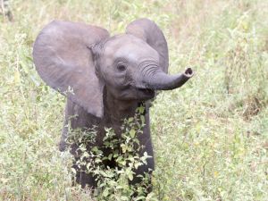 elephant
