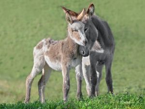 Donkey