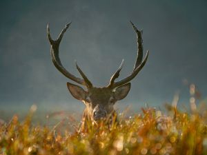 deer 