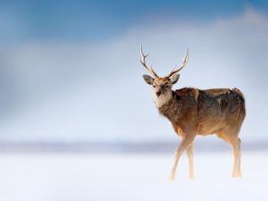 Deer