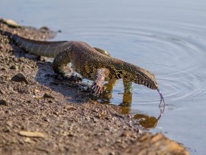 Nile monitor