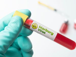 Marburg virus