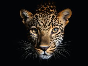 Leopard sparks chaos in a wedding ceremony in India, turning joyous occasion into a frenzy