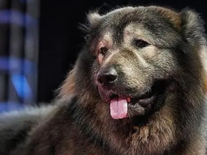 dog 