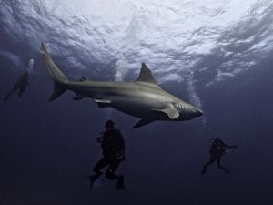 Viral Video: Drone captures shark's stealthy pursuit of divers
