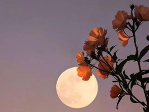 القمر البدر العملاق في برج الثور الترابي لشهر نوفمبر 2025