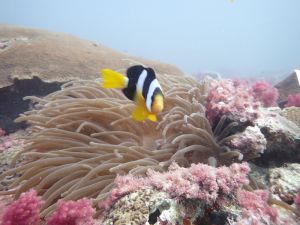 تحويل منصّات النفط القديمة في قطر إلى مواطن للكائنات البحرية