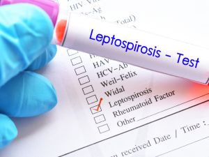 مرض الليبتوسبيروسس: الأعراض، التشخيص، العلاج