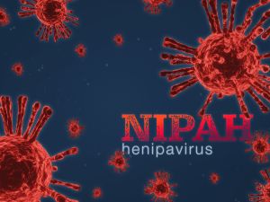 Nipah virus
