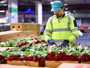 Dubai in full bloom: dnata handles 227,530 kilograms of Valentine’s Day flowers in five days