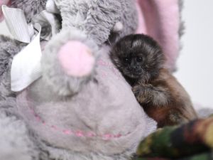 titi monkey