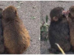 Baby monkey "Punch"