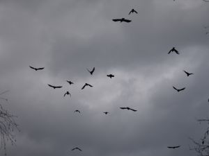 Crows 