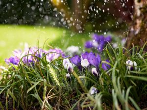 أمثال شعبية عن شهر نيسان بين المطر والربيع