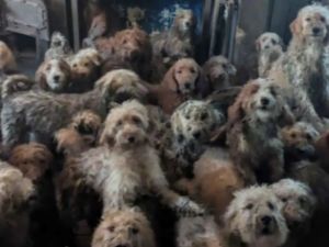 إنقاذ 250 كلبا من جحيم منزل في بريطانيا  