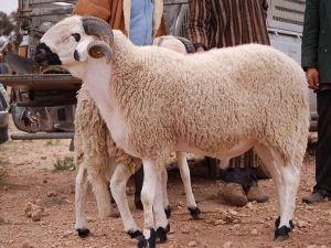 تفسير الأضحية في المنام