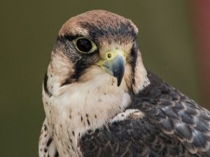 تفسير رؤية الصقر في المنام
